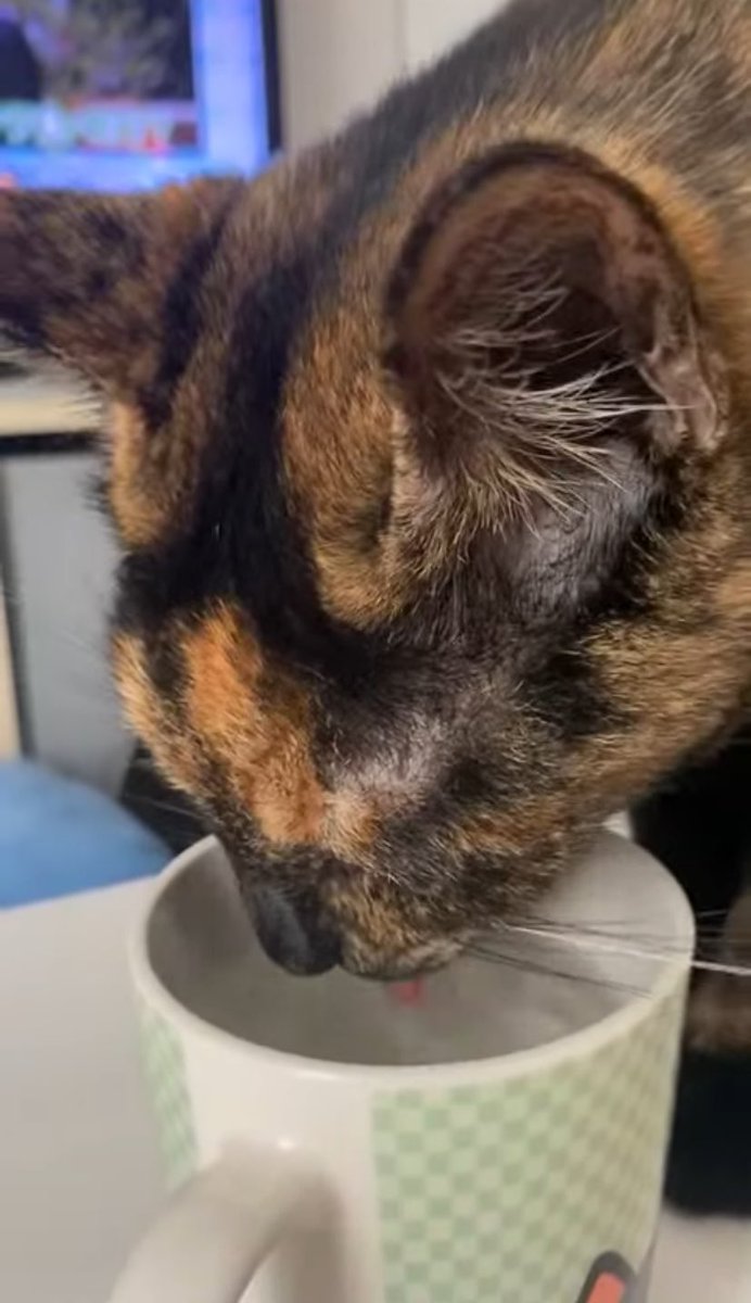 中野ウミネコ tweet media