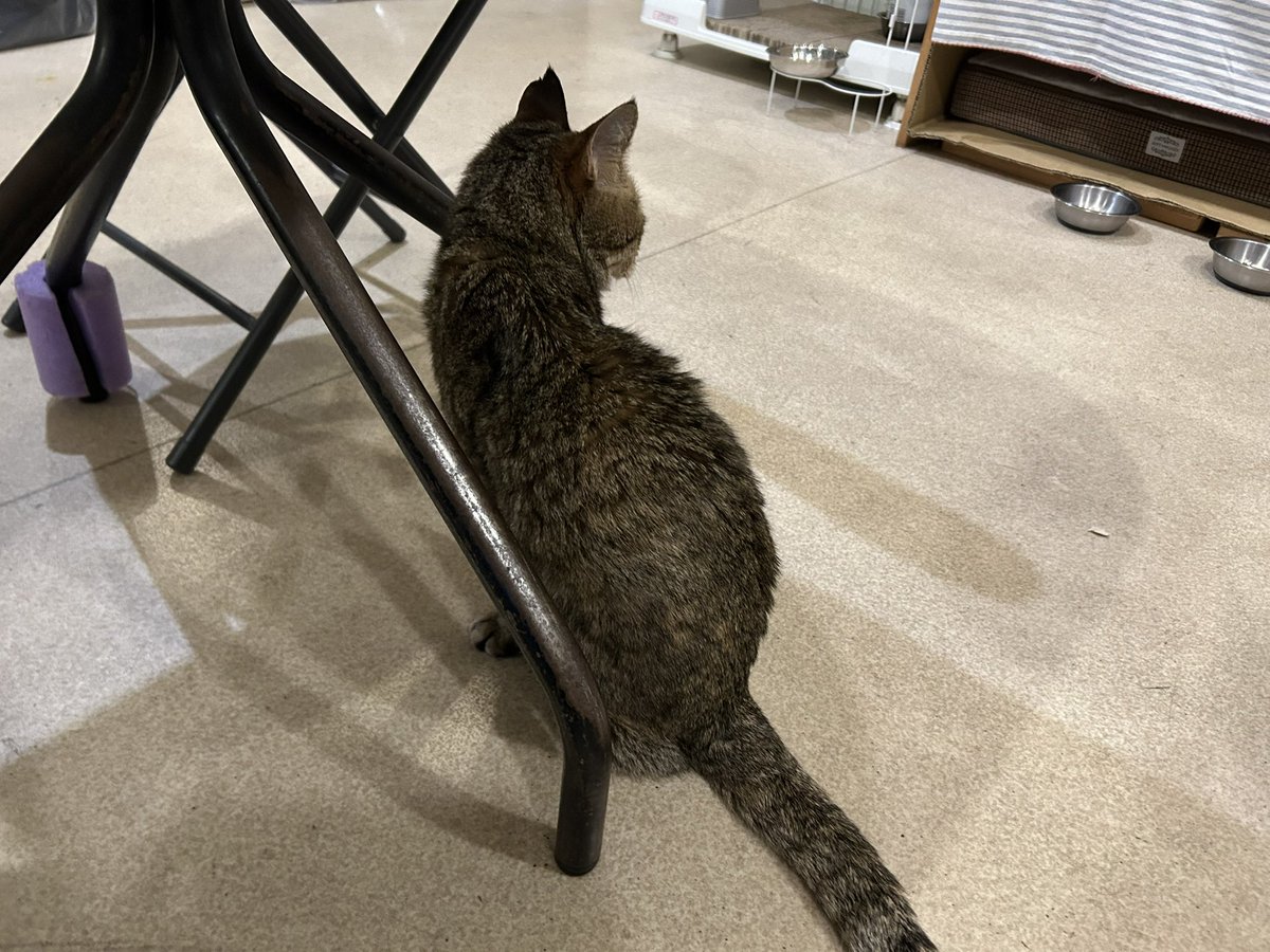 綾(Aya) tweet media