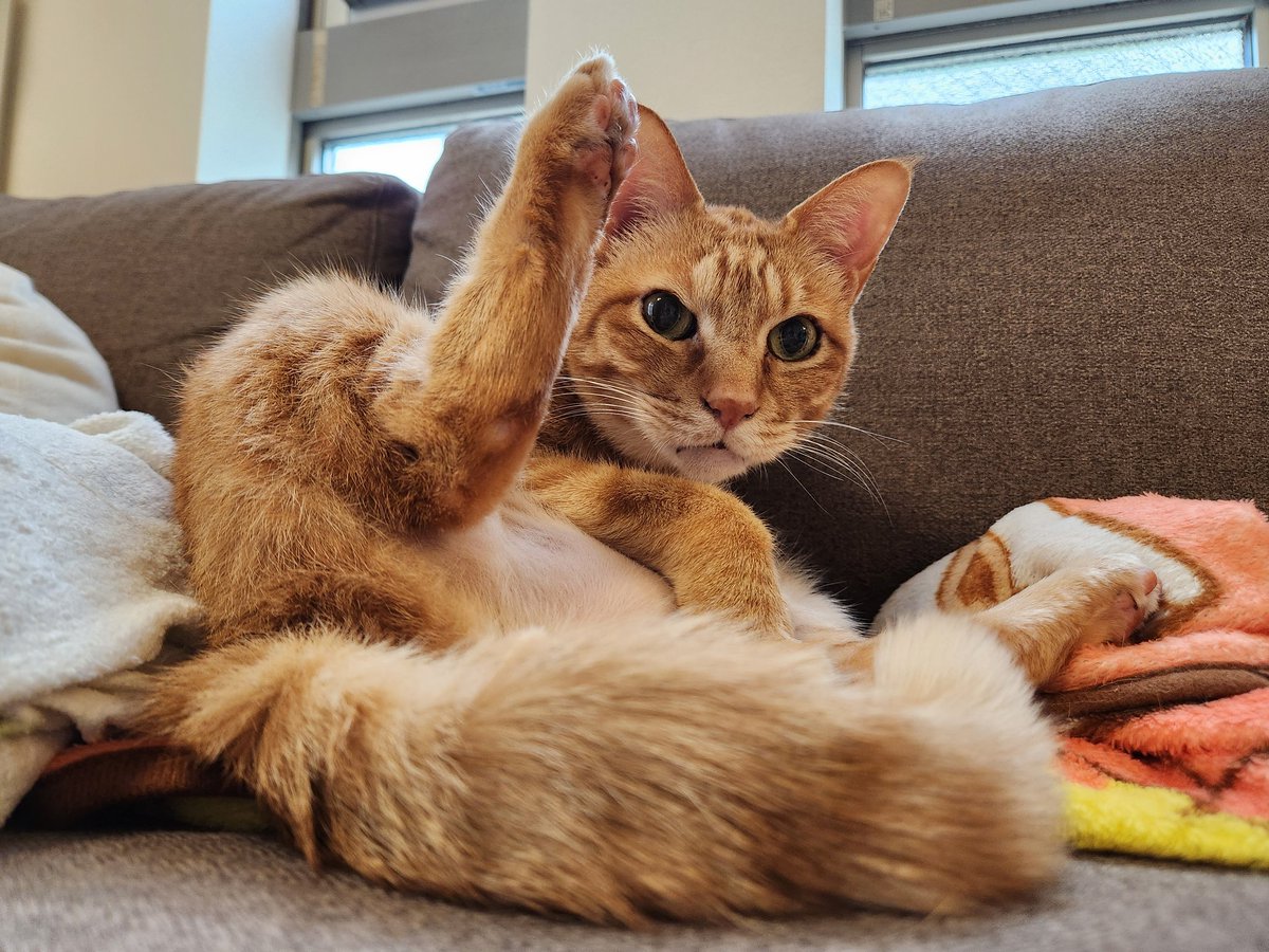 三田涼子 tweet media