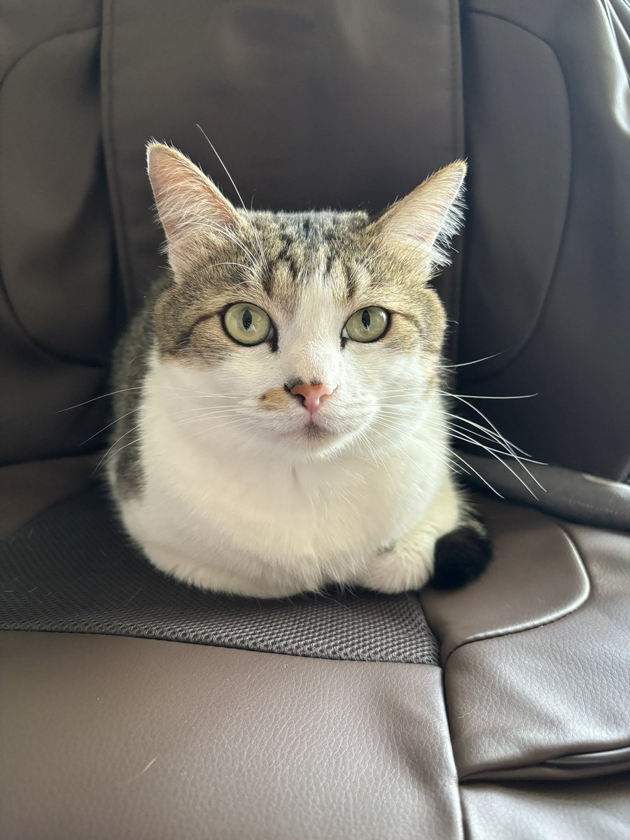 猫を探しています tweet media