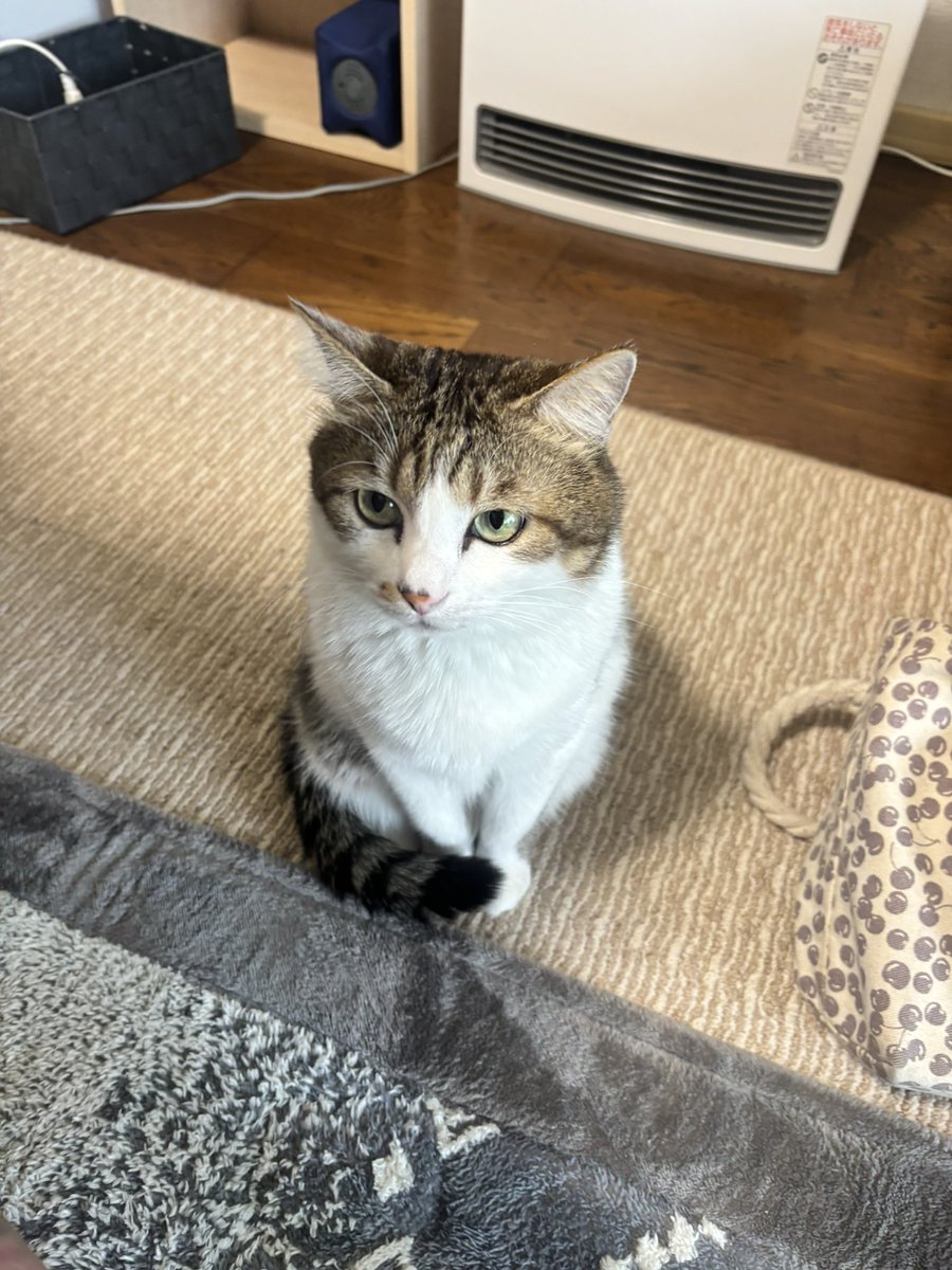 猫を探しています tweet media