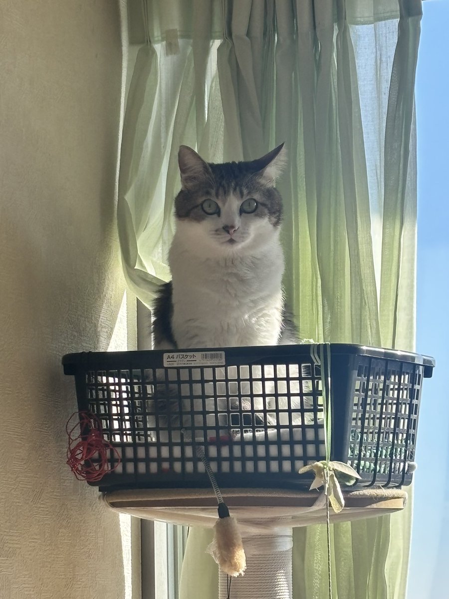 猫を探しています tweet media