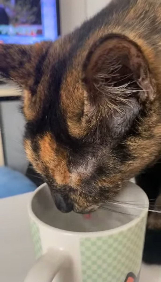 中野ウミネコ tweet media