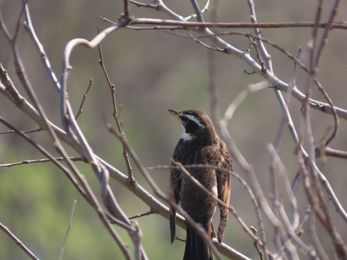 ツグミも春を感じる暖かさ

#ツグミ
#コンデジ