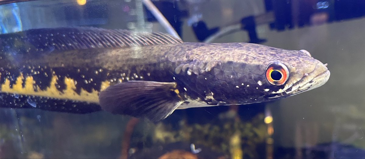 タム【ARK】 tweet media