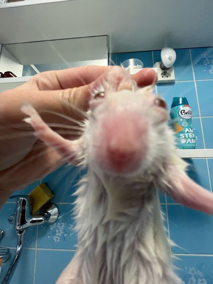 Rat 🎀 tweet media