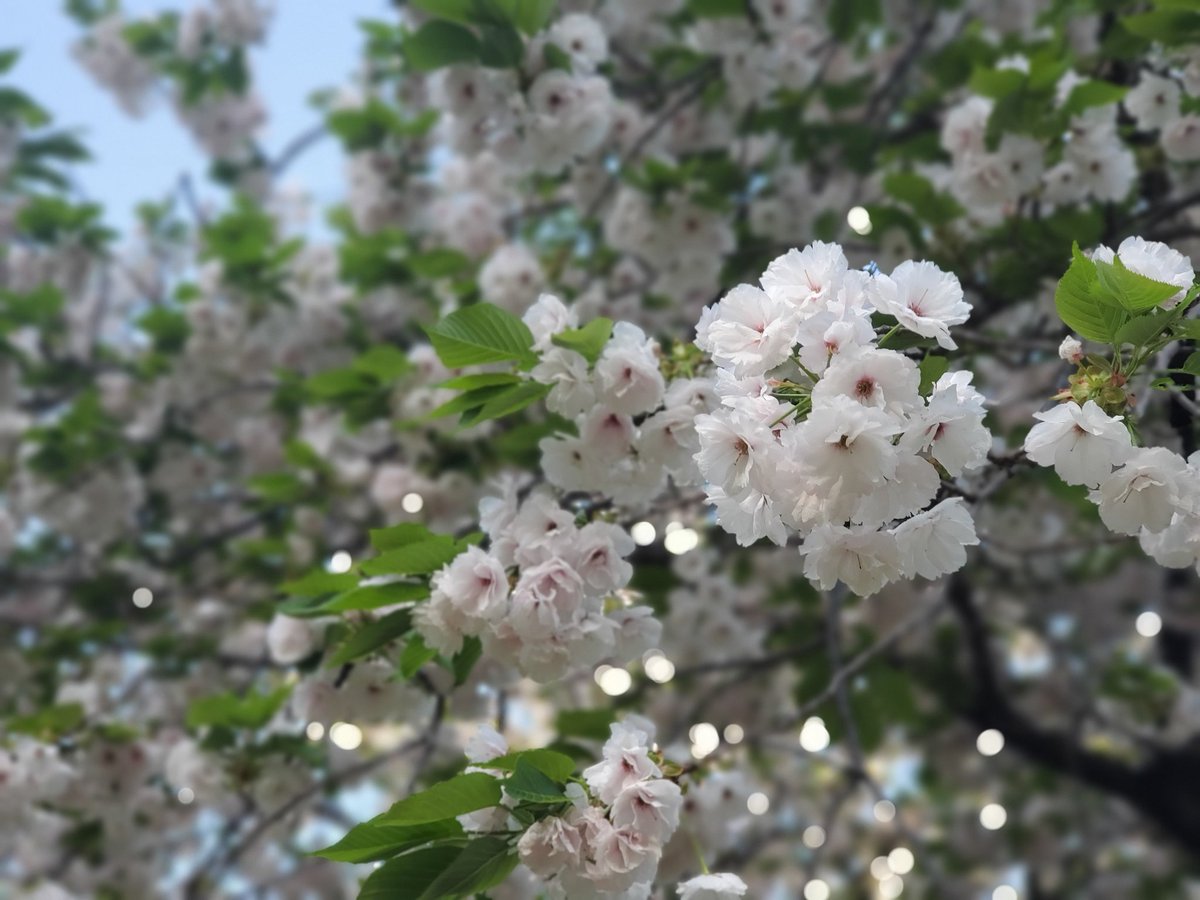 wakamiya_hiroka's tweet photo. こんなのとか
こんなのとか～🌸
春はウキウキして好きです✨ https://t.co/8HcoGZNxrw