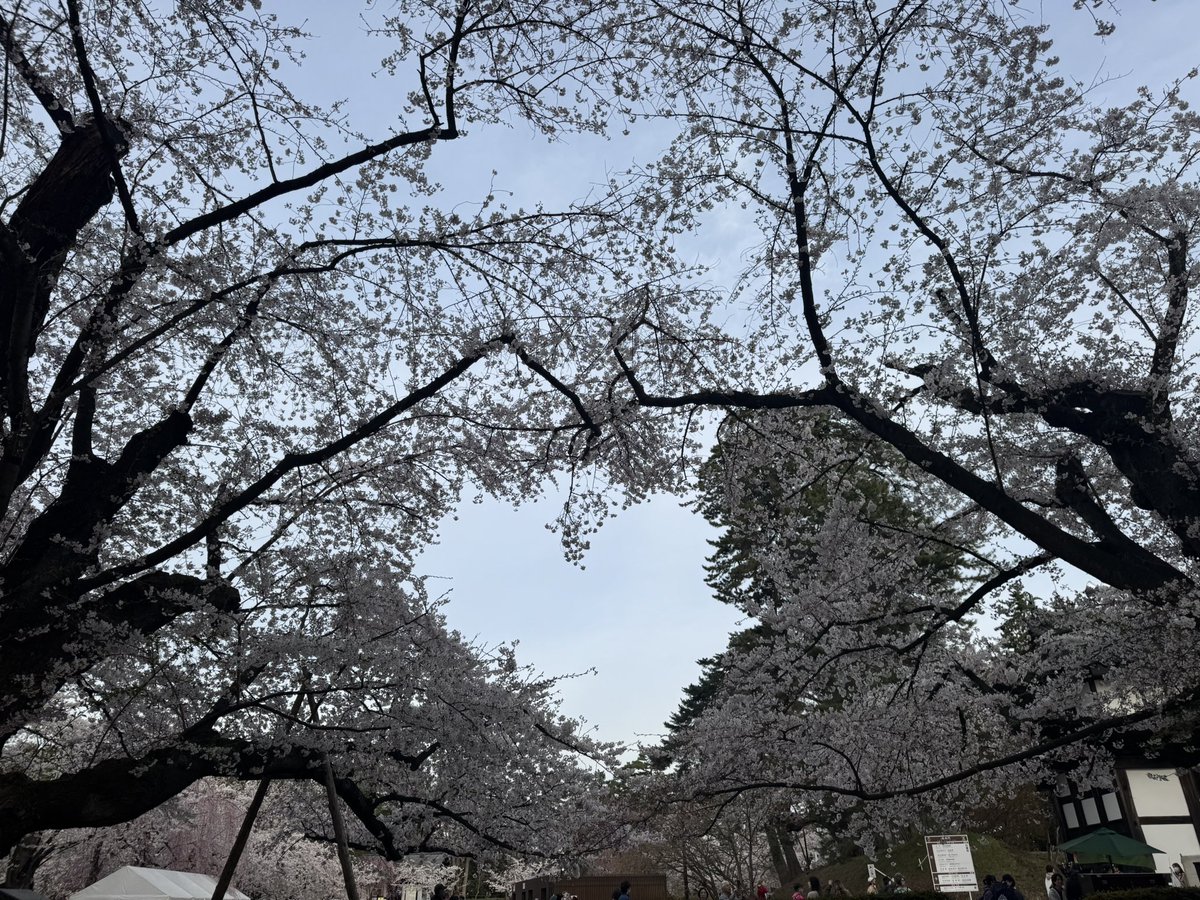 emiko724's tweet photo. 本日満開だそうです https://t.co/1yGX9D7W1T
