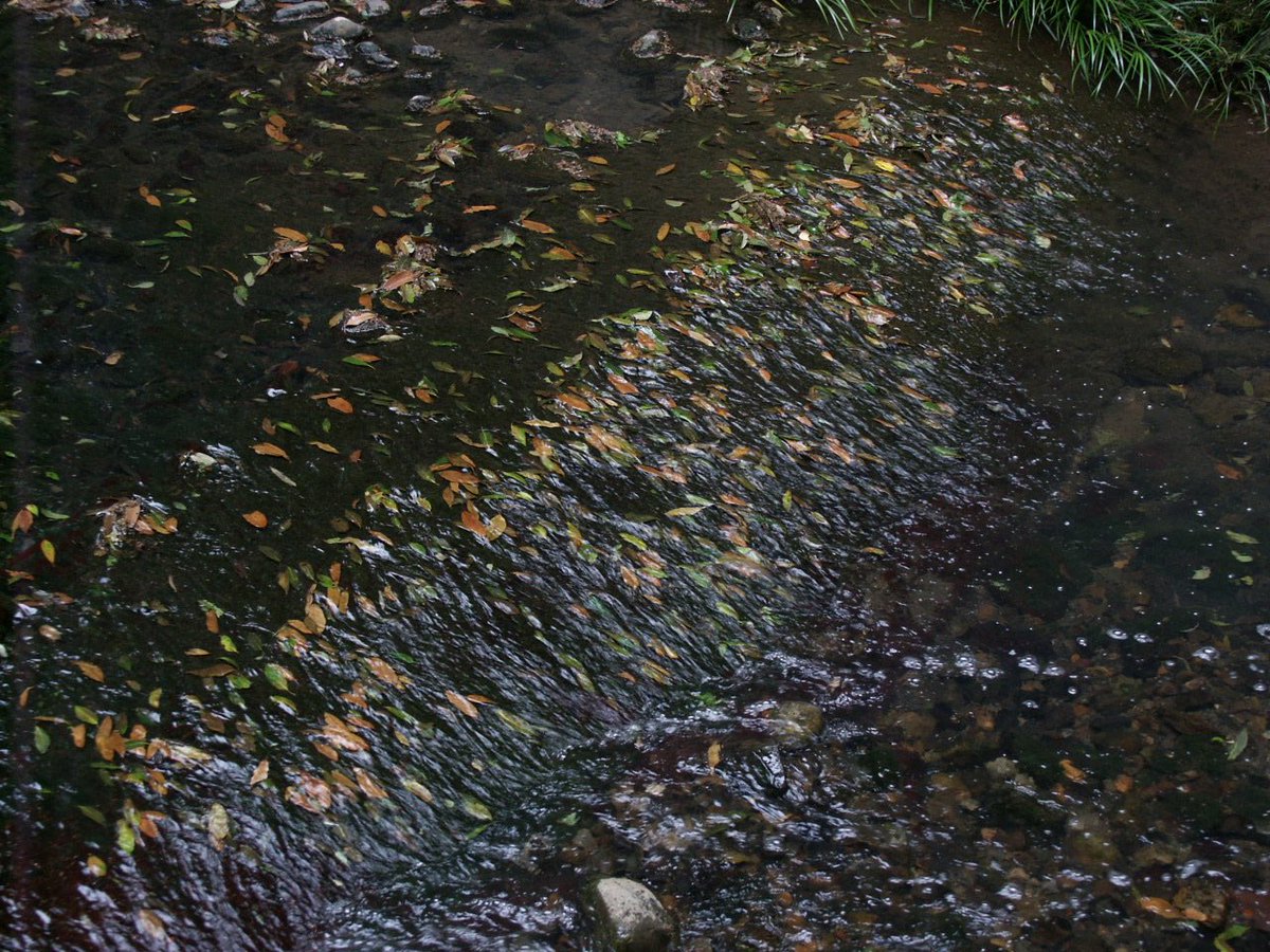 1000mi0's tweet photo. MINOLTA DiMAGE 7Hi
等々力渓谷
魚や蟹はいるのかな?。
#等々力渓谷 #世田谷区 #等々力 #MINOLTA #DiMAGE #オールドコンデジ https://t.co/0eva8T4gOk