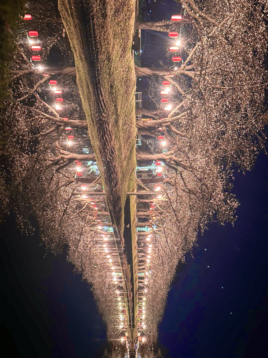 LowToshihi's tweet image. 鷹巣中央公園の桜🌸
五分咲きくらいでした！

今日は風がなくていい感じに映り込みました！
桜並木道が工事中だったのが残念でした‥

#北秋田市
#鷹巣中央公園
#iPhone14Pro