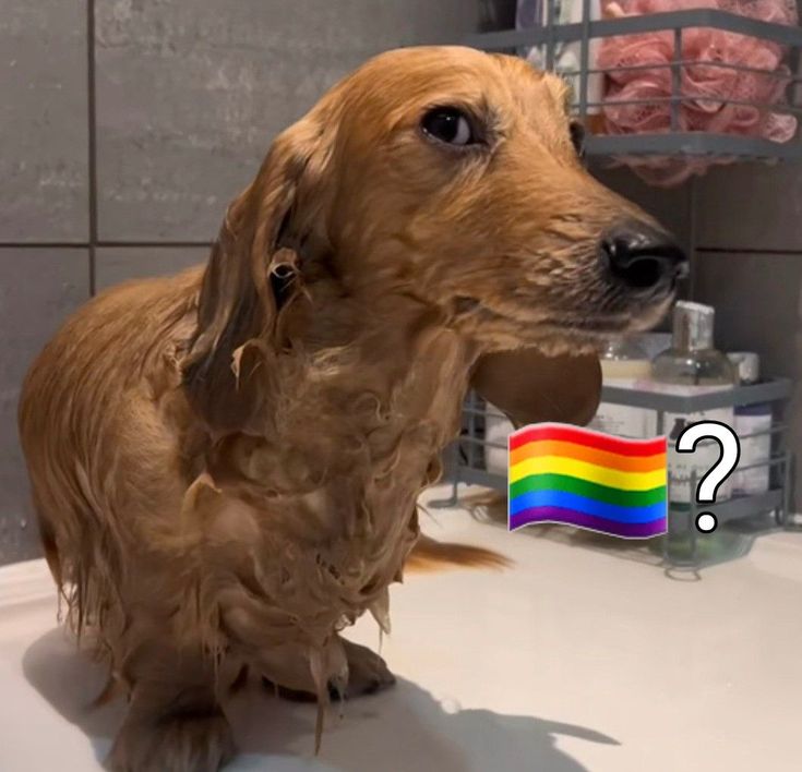 Solzia- Fan Base Oficial tweet media