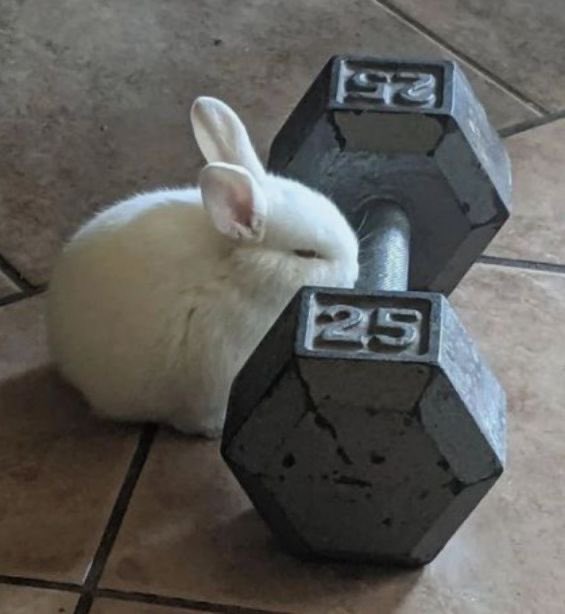 Sola Requiem tweet media