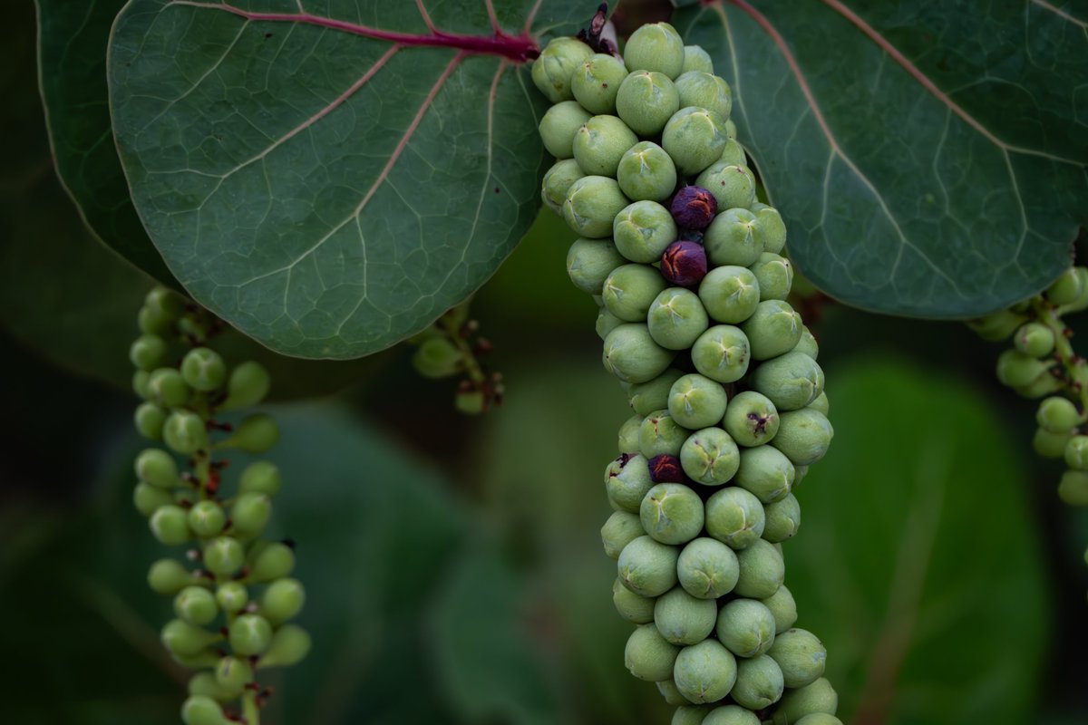 Chris Shaw tweet media