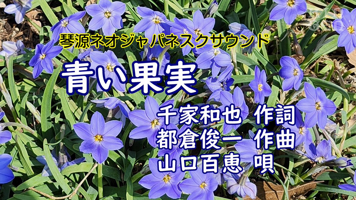 kingenshin's tweet photo. 第3弾は山口百恵さんの「青い果実」演奏：琴源心　#青い果実 #山口百恵　https://t.co/FYPsM0y6xC https://t.co/elnj6yg0tn