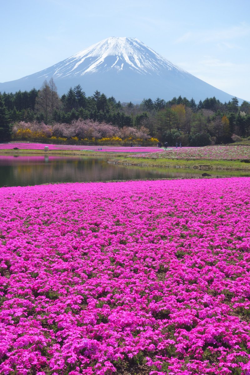 iwamotoy's tweet photo. 富士芝桜まつり
早くも見頃になってました
#富士芝桜まつり 
#富士山 
#芝桜 
#本栖湖リゾート https://t.co/f49IdhSBXC