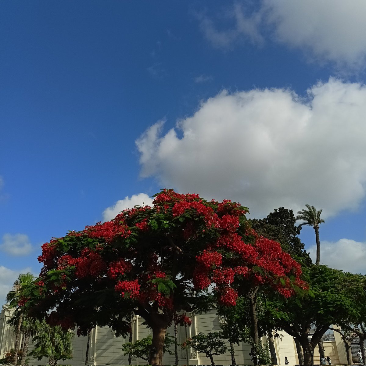 AyaNexus tweet media