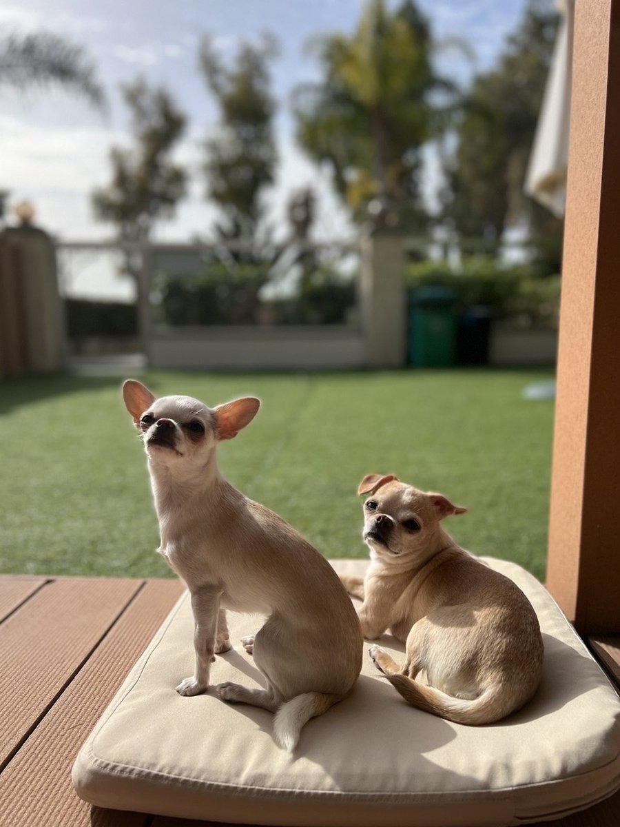 Handsome doge tweet media