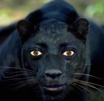 Seu Tranca Processo tweet media