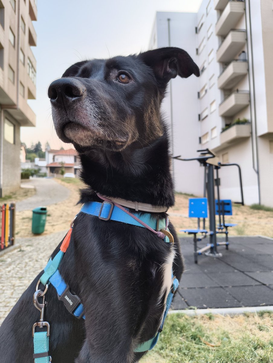 Sónia do norte tweet media