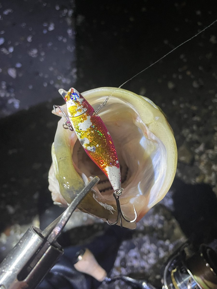 DAIJIRO0314's tweet photo. 初浜名湖シーバスはナレージで連発して2本キャッチでした!
今までやった事の無い釣り方だったからめちゃくちゃ楽しかった😊
#シーバス
#浜名湖シーバス
#bulebule https://t.co/Wo5Qd9UlUI