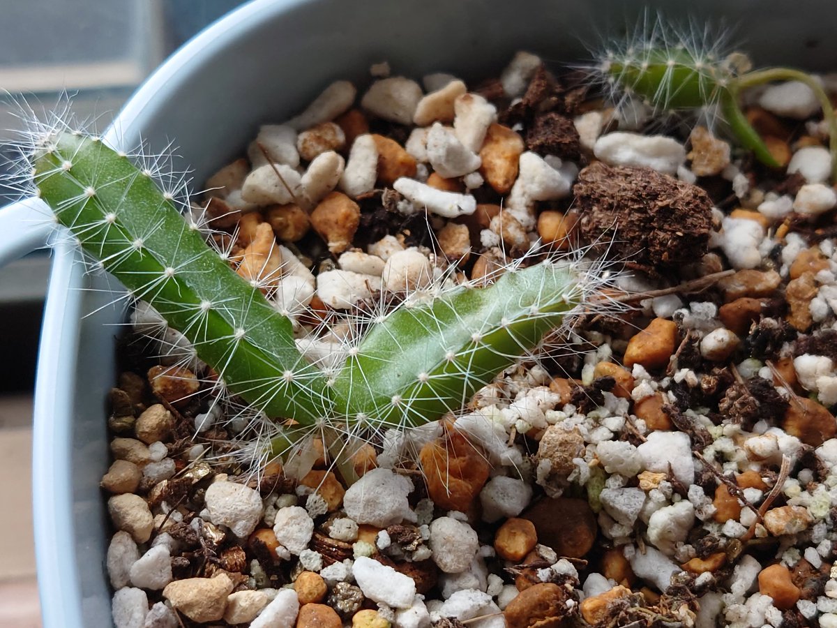 A3用紙@中辛麻婆豆腐㌥ tweet media