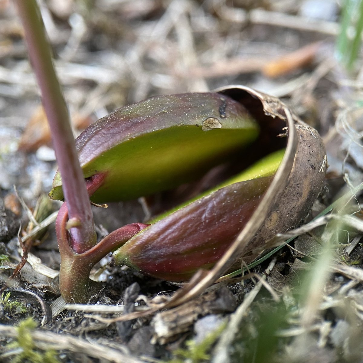 StevePa46290725's tweet image. I always find this a miraculous and awe inspiring sight. An acorn beginning a journey that could last for ten centuries. #oak #tree #acorn