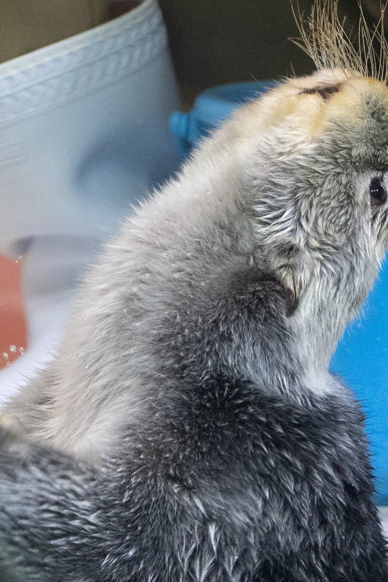 スコンブ3rd tweet media