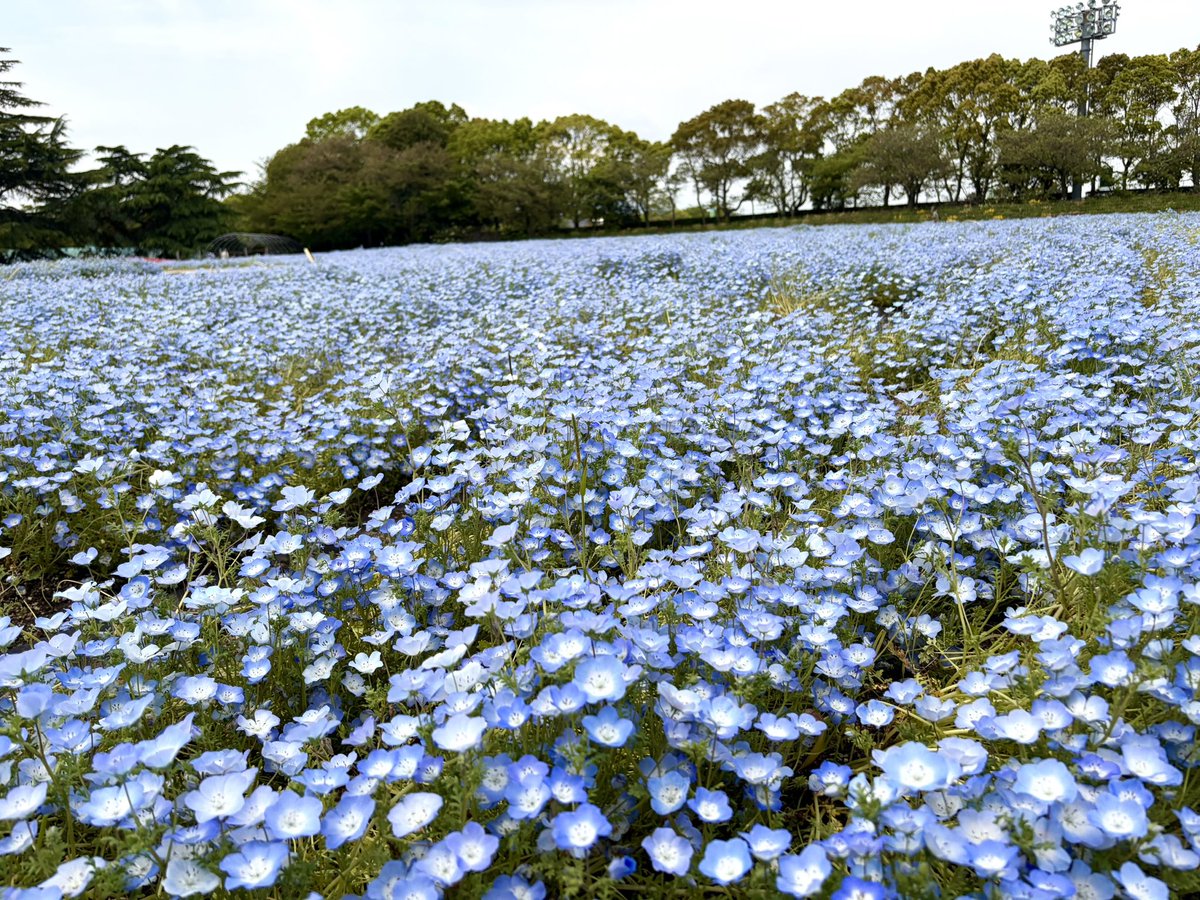 hirokyon0112's tweet photo. 急に思い立って、母と一緒にネモフィラ見てきました。
ちょうど見頃ですごく綺麗だったな✨
チューリップもいろんな品種があって綺麗でした🌷
母も私も花が大好きなので大興奮しながら写真いっぱい撮ってきた😆
すごく癒されたし、久しぶりに母と2人でお出かけできて嬉しかったな!!

#ネモフィラ https://t.co/i5AqSdCL7C