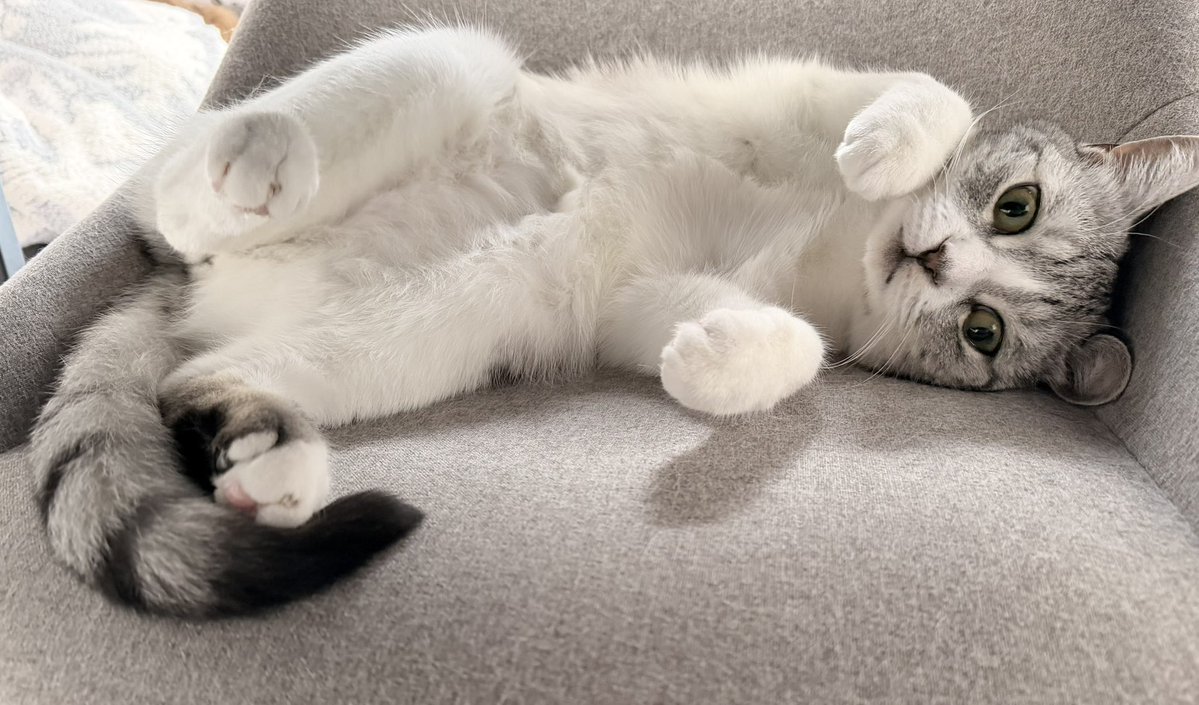 いろはるひ🐾 tweet media