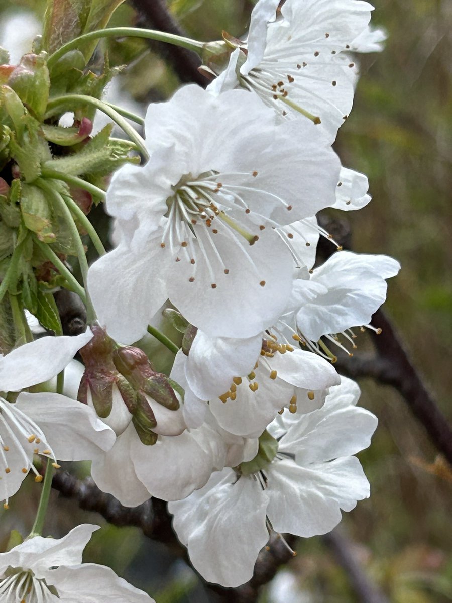 Vixyl's tweet image. Popped to a garden centre for some compost.  Had a mooch about, as you do, but the prices of the plants were so expensive!  No plants for me, I did get a couple of big pots and a new butter dish from b&amp;amp;m though 😁 My pretty cherry blossom 🌸 

#flowers #gardening #blossom