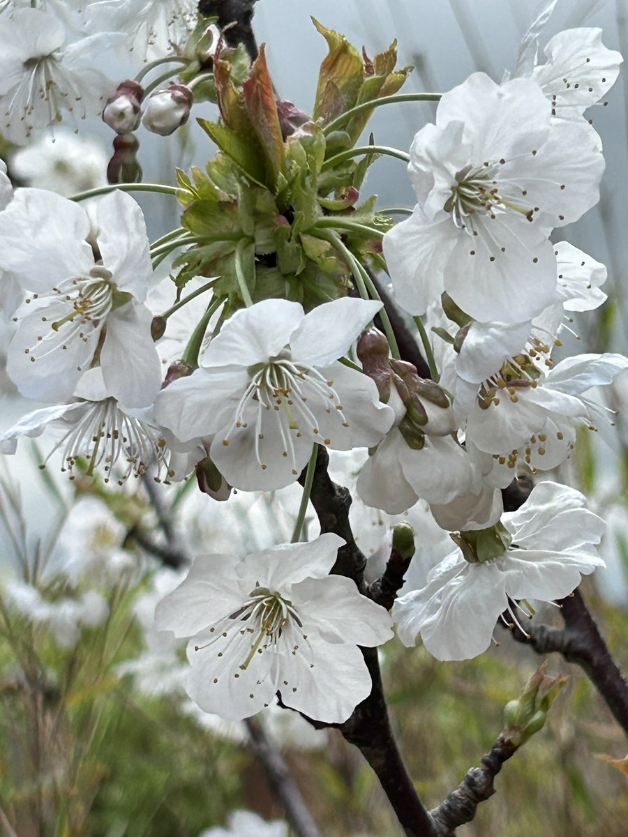 Vixyl's tweet image. Popped to a garden centre for some compost.  Had a mooch about, as you do, but the prices of the plants were so expensive!  No plants for me, I did get a couple of big pots and a new butter dish from b&amp;amp;m though 😁 My pretty cherry blossom 🌸 

#flowers #gardening #blossom