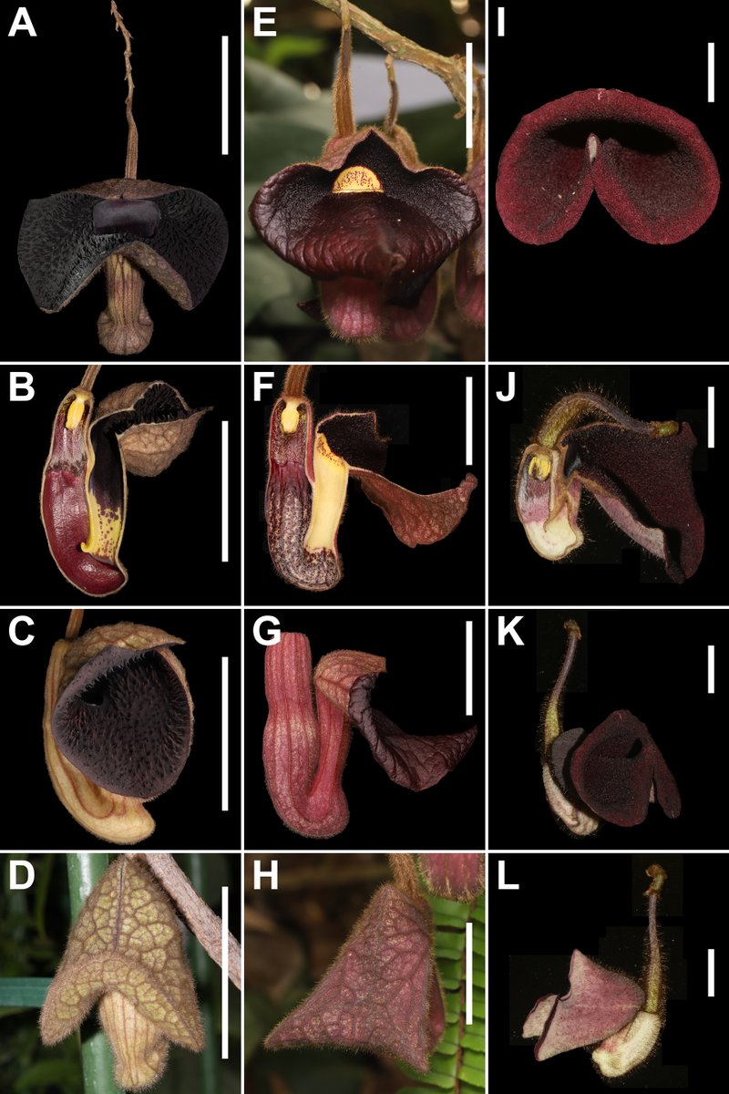 PhytoKeys tweet media
