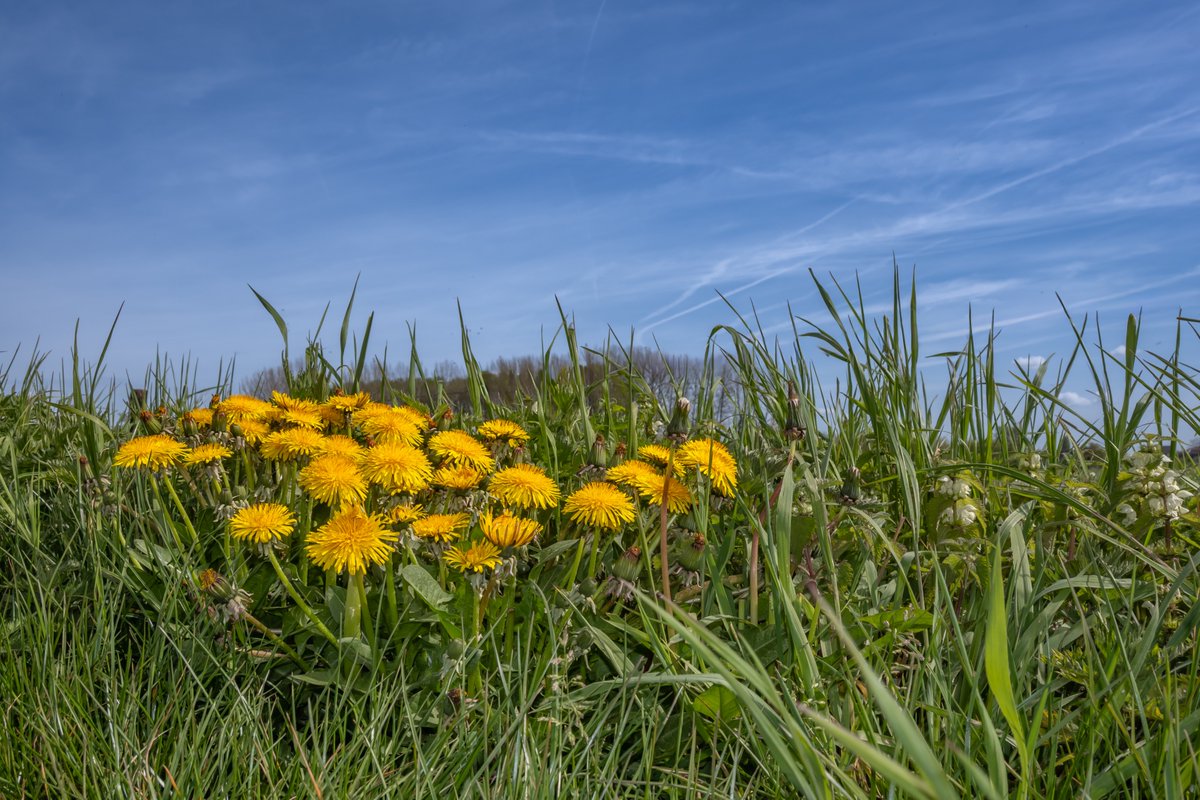 MWezemael's tweet image. #vrtweer #weerfoto #lente #wolken #zon #nikonphotography #weatherphotography #Zele 13u00