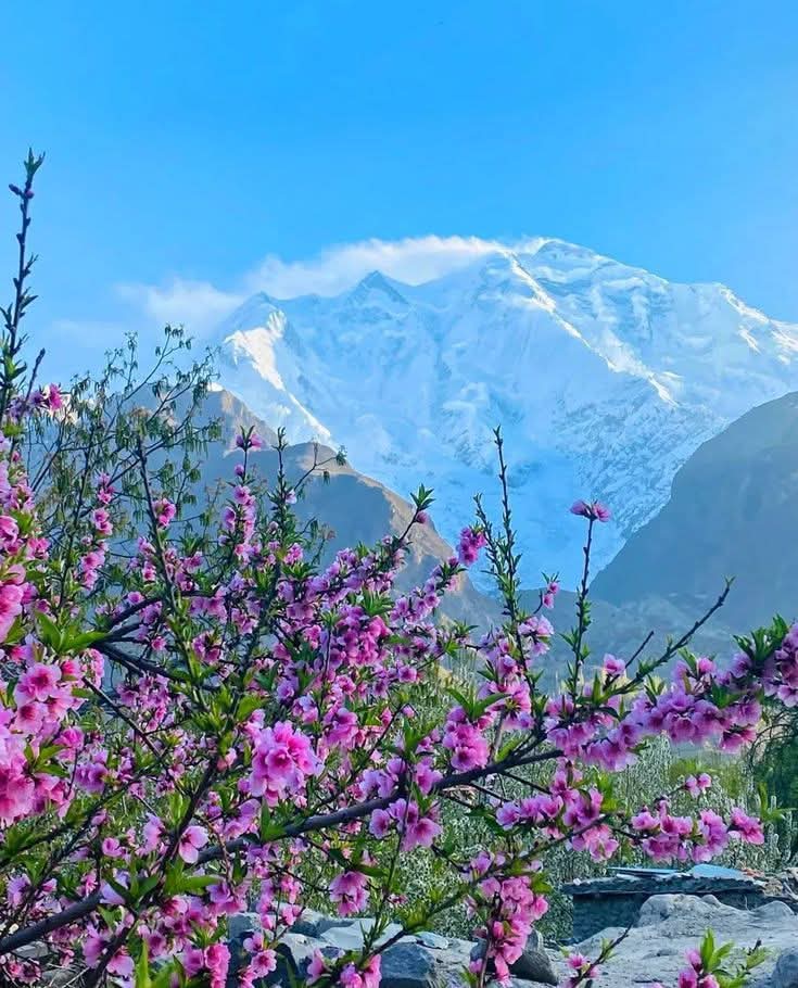 The_North_Blood's tweet image. Rakaposhi Mountain (7788m).
.
.
.
#Karakoram  #rakaposhi #springvibes