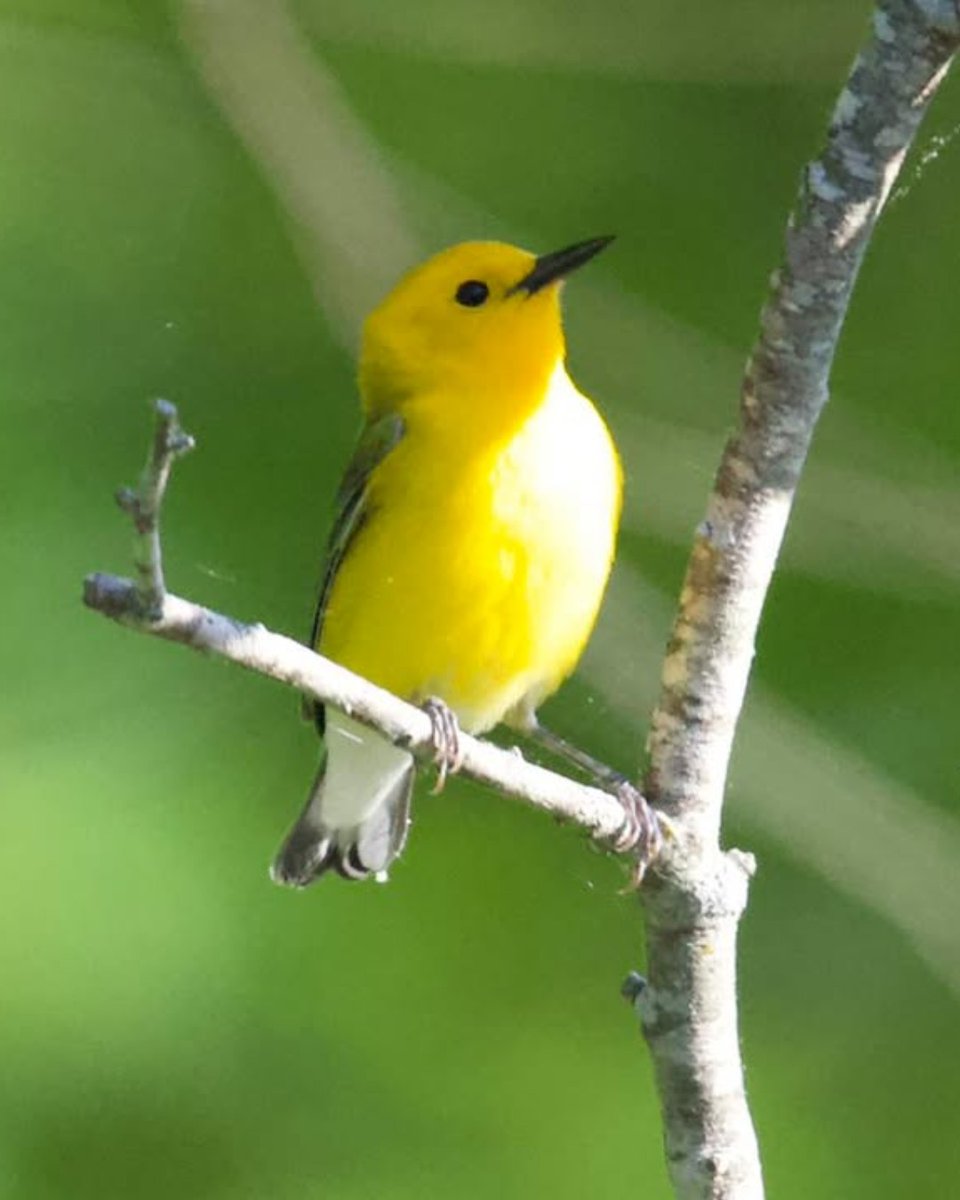 WakeGovParks's tweet photo. Spring migration season is heating up! #YatesMill staff photographed this Prothonotary Warbler recently, noting this as one of several new spring visitors at the park right now. These tiny yellow friends have nested in the park before, and hopefully this one sticks around! https://t.co/dXG1GwqJQq