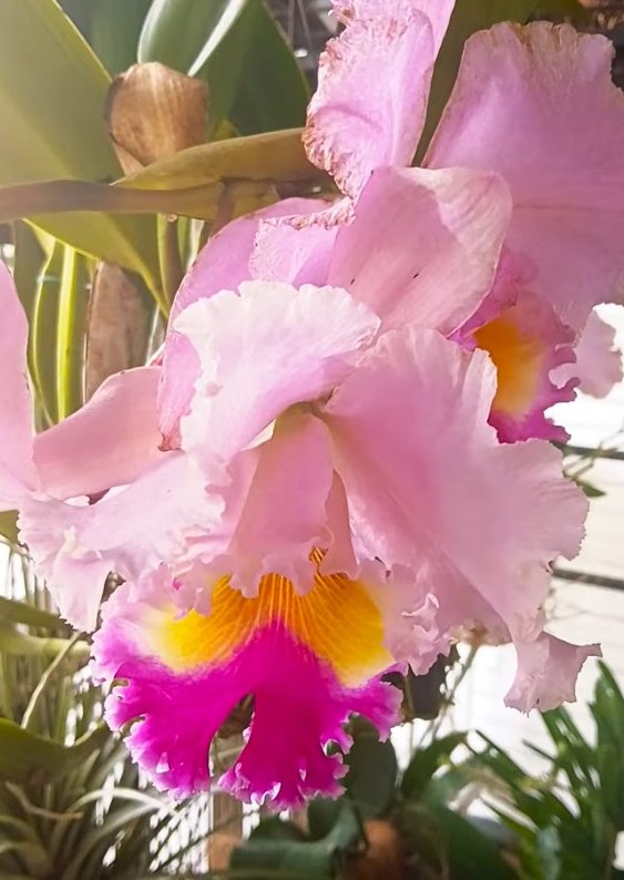 TenmanOksana's tweet photo. The Queen of Orchids is Cattleya Orchid 🌼 https://t.co/vBX8pTc07H🌸 #cattleyaorchids #OrchidLovers #TropicalFlowers #OrchidCollection #RareFlowers #ExoticOrchids #AirRootMagic #GardenOrchids #orchid #flowers #flower #floridaslowliving #yuriytenman https://t.co/OfNlvHC2IH