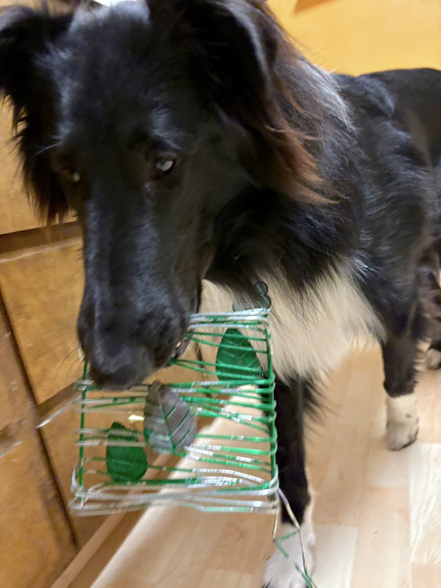 WilmaBenton19's tweet image. I wanted to bring my suet feeder to daycare to show all my friends, but my mom said no! 😤
#dogsofx #dogsoftwitter