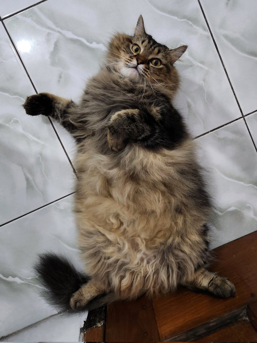 Kevin Mulia tweet media