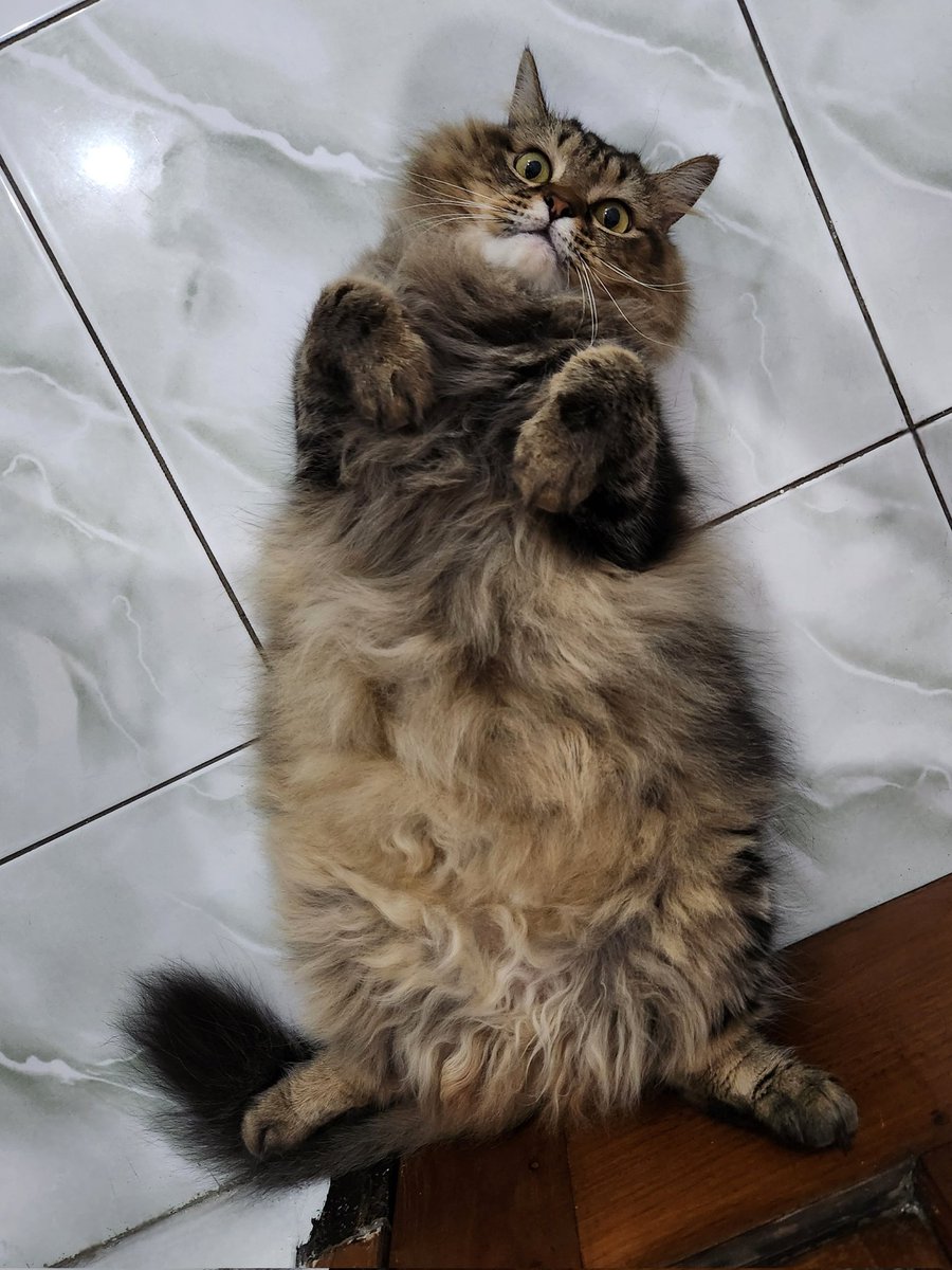 Kevin Mulia tweet media