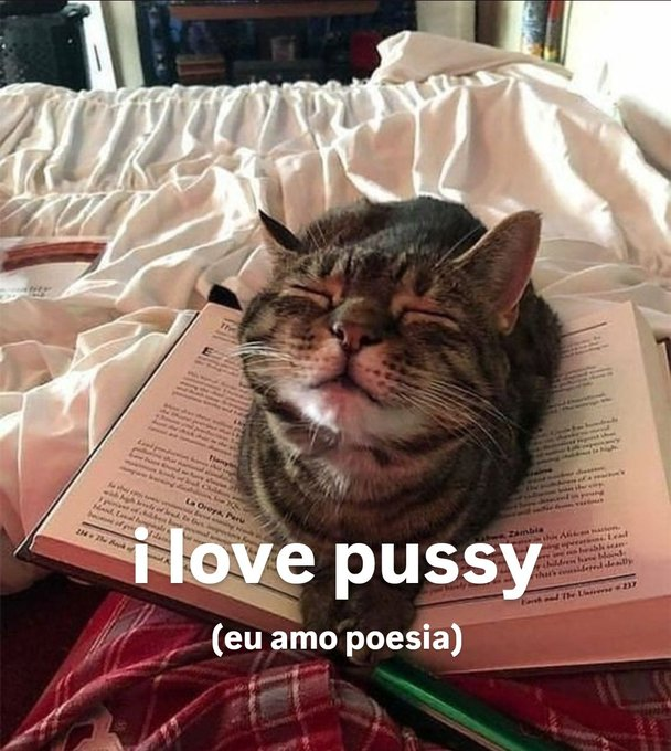 perfil dedicado a gatinhos e peitos tweet media