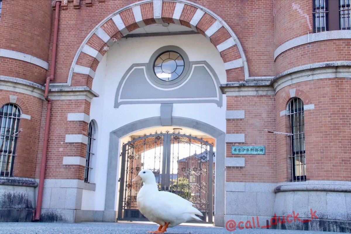 コールダックのKちゃん❣️ tweet media