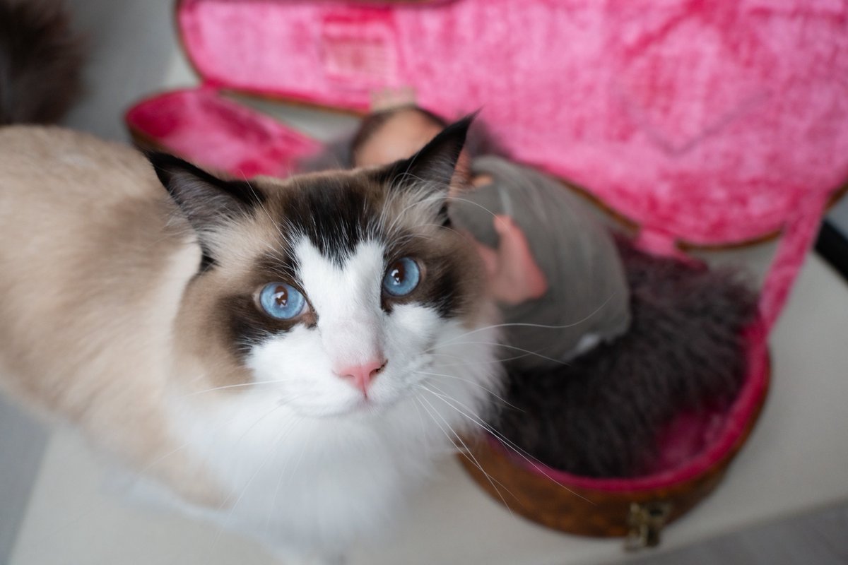phiru0924's tweet photo. 子供のニューボーンフォトに、当たり前のように主役として写りに来た猫ちゃんがこちらです。

#ラグドール
#フィルくん https://t.co/pFLBgL8lLA