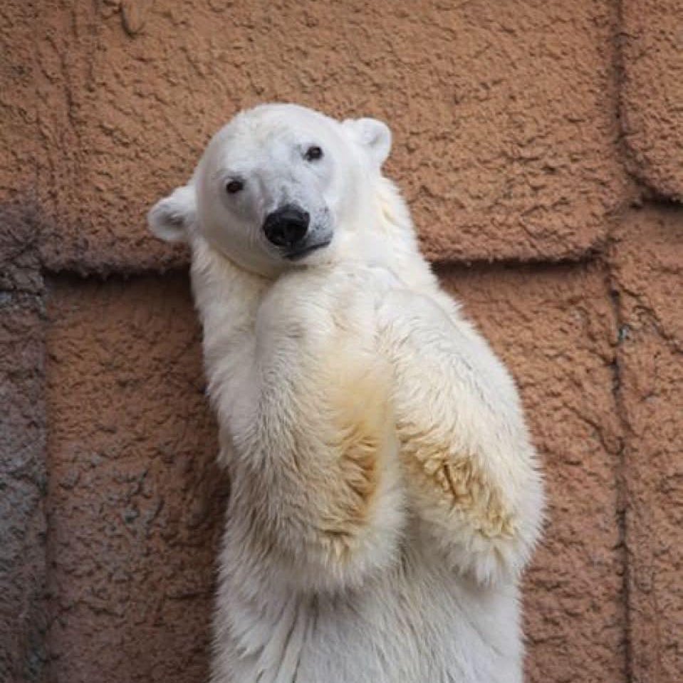 Eggroll 🐻‍❄️ tweet media