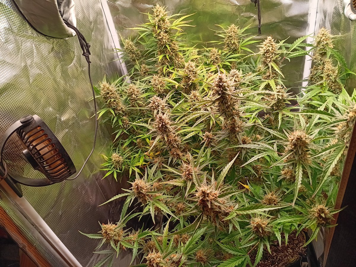 Filmslayer420 tweet media