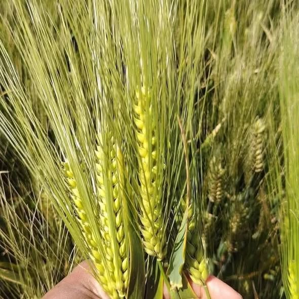 Fallseason 🇩🇿 tweet media