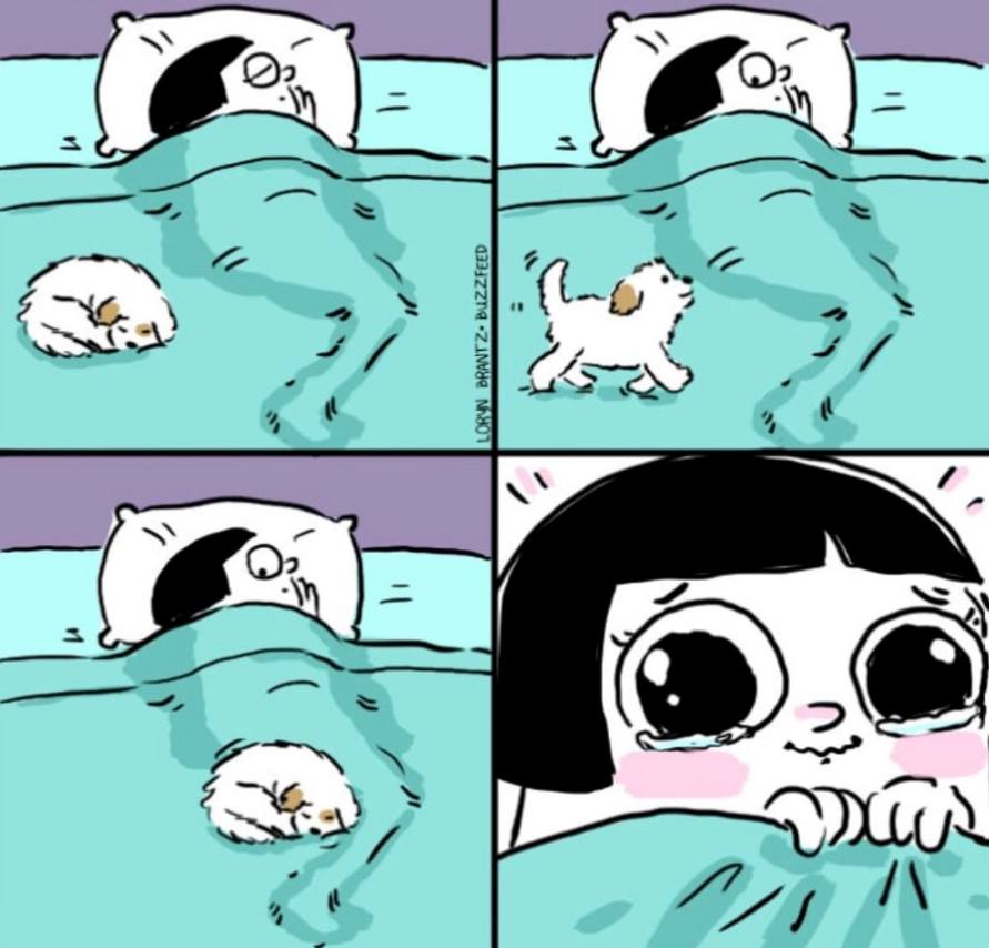 Bichinhos fofinhos pra quem ta cansado tweet media