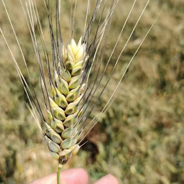 Fallseason 🇩🇿 tweet media