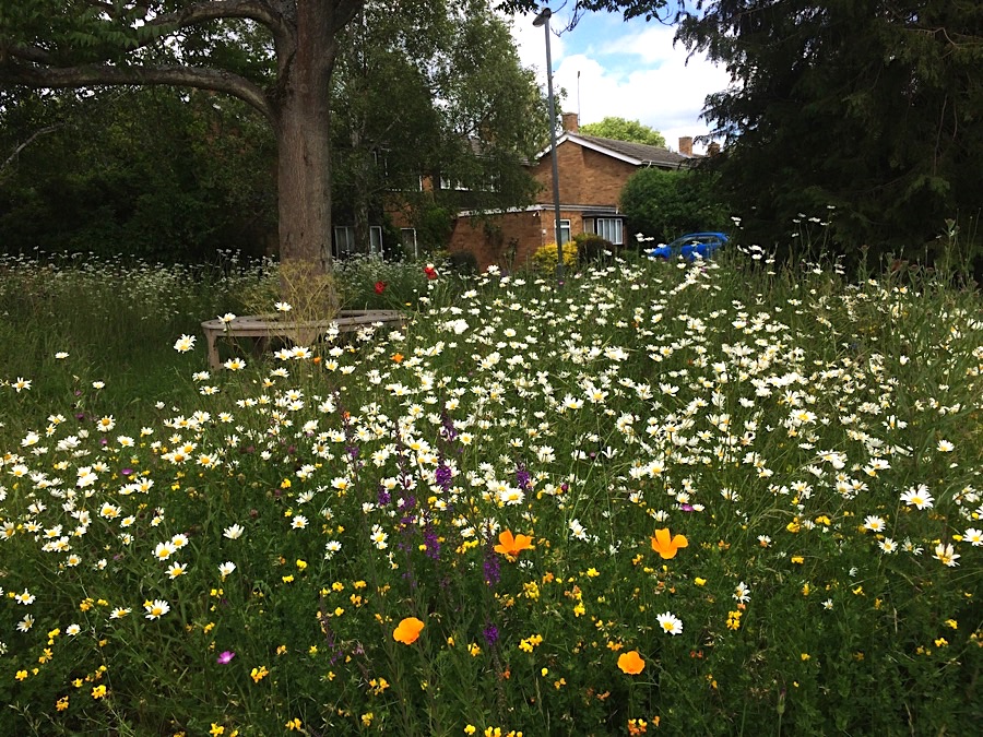 Little Green Space 🦋 tweet media