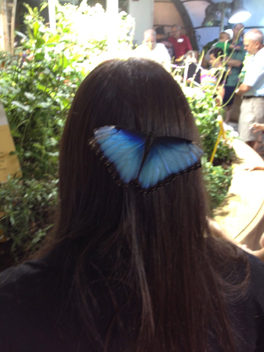 Slowly organizing photos and found an old fave! Fun fact: when butterflies land wings open, it CAN mean they're letting other butterflies know they're dtf, so... text your crush🦋Fun fact 2: I was told that by a guy at the museum when this happened and it was kinda uncomfortable.