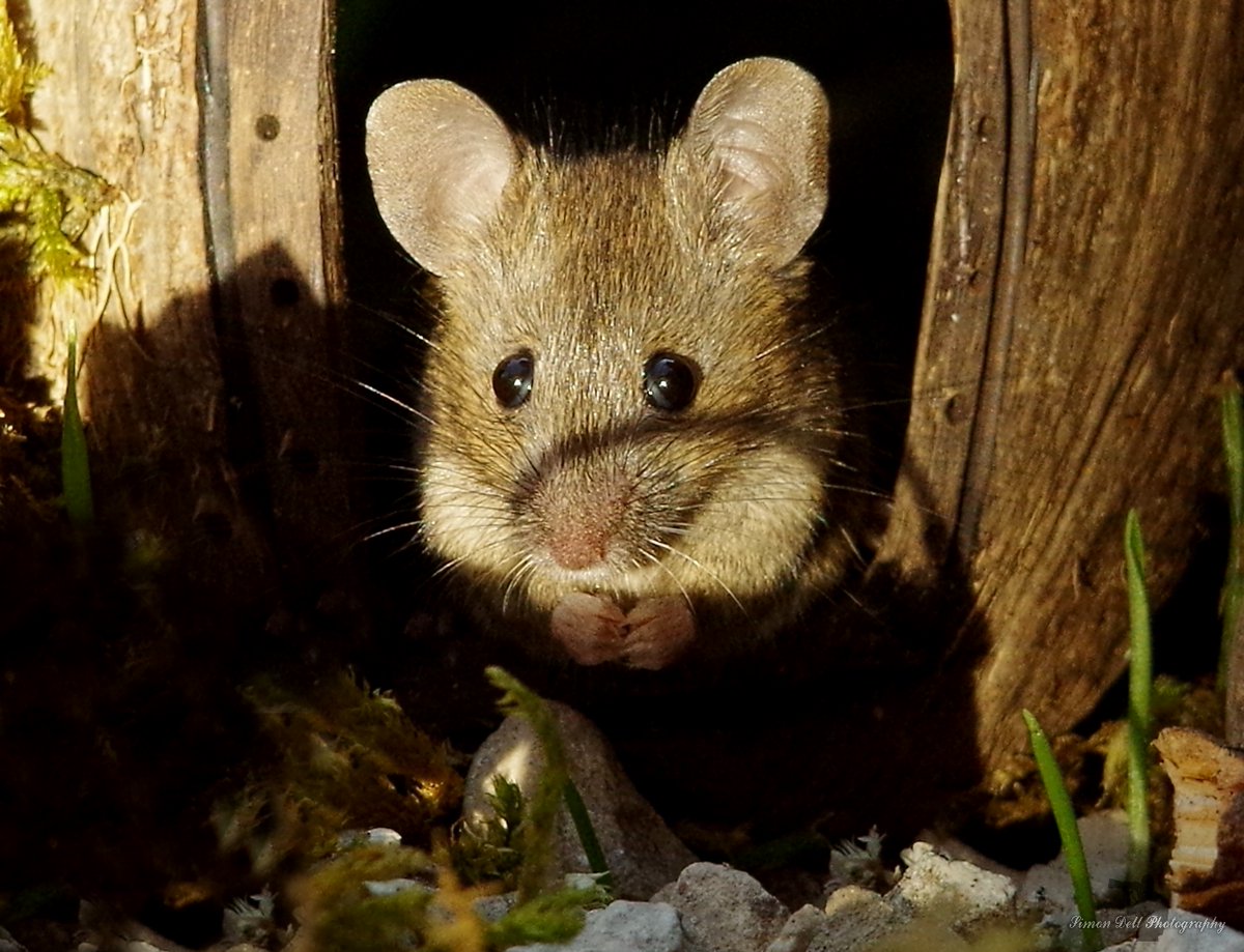 George the Mouse in a log pile house - Simon dell tweet media